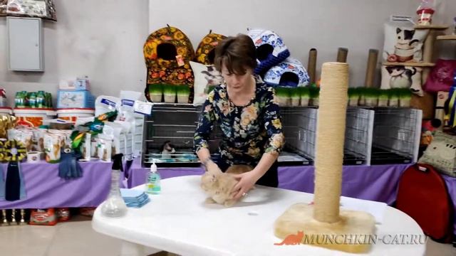 О манчкине. Выставка кошек, Тюмень смотреть онлайн