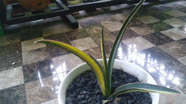 Sansevieria 'Midnight Fountain' смотреть онлайн