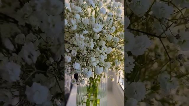 #гипсофила #красота #букет #видео #эстетика смотреть онлайн