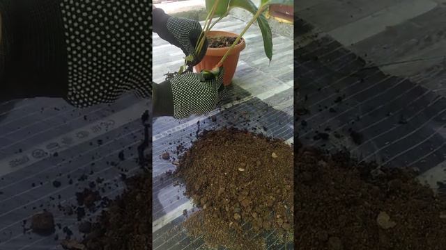 антириум гулини купайтириш смотреть онлайн