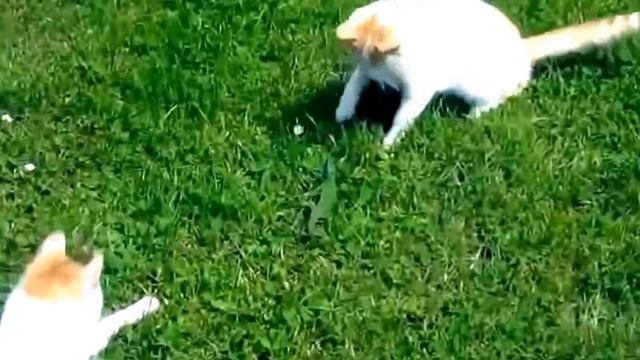Приколы с Кошками Смешное Видео Про Котов 100% позитив смотреть онлайн