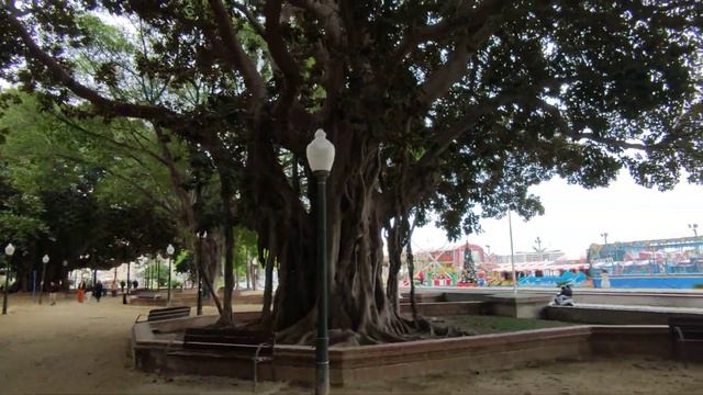 HD🌳 Very Old (Indian Laurel)Fig Trees. Alicante Spain 8/12/22 🌳 смотреть онлайн