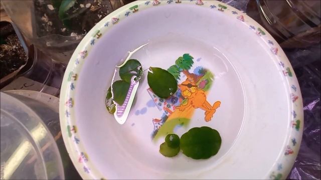 КАПРИЗНЫЕ РИПСАЛИДОПСИСЫ ! СПАСАЮ ОЧЕРЕДНОЙ ЧЕРЕНОК. смотреть онлайн