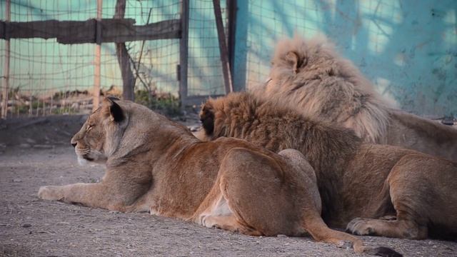 Молодой лев Леон огрызается на вожака !Львы возмущены ! смотреть онлайн