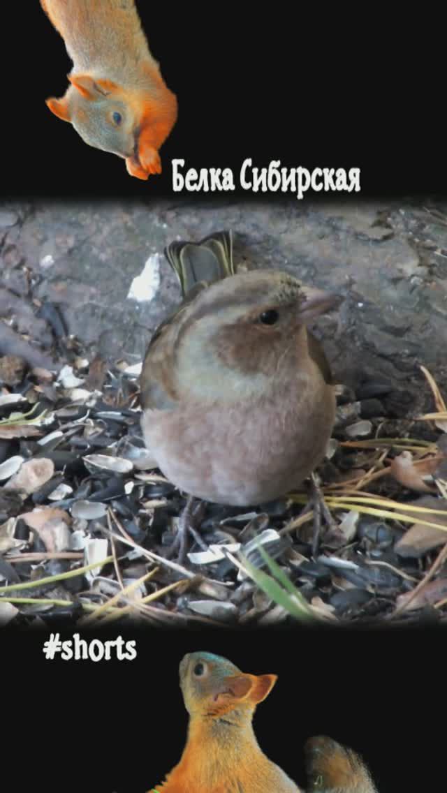 Молодой зяблик у кормушки