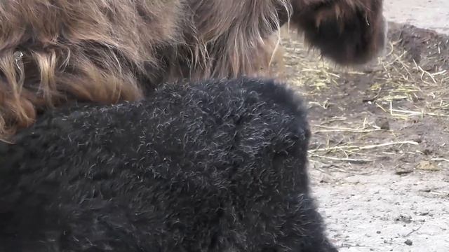 Проделки генетики. Мать - бурая, отец - блондин, а родившийся як - брюнет! смотреть онлайн