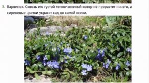 Дицентра, сныть пёстролистная и т.  д. Растения забивающие сорняки.