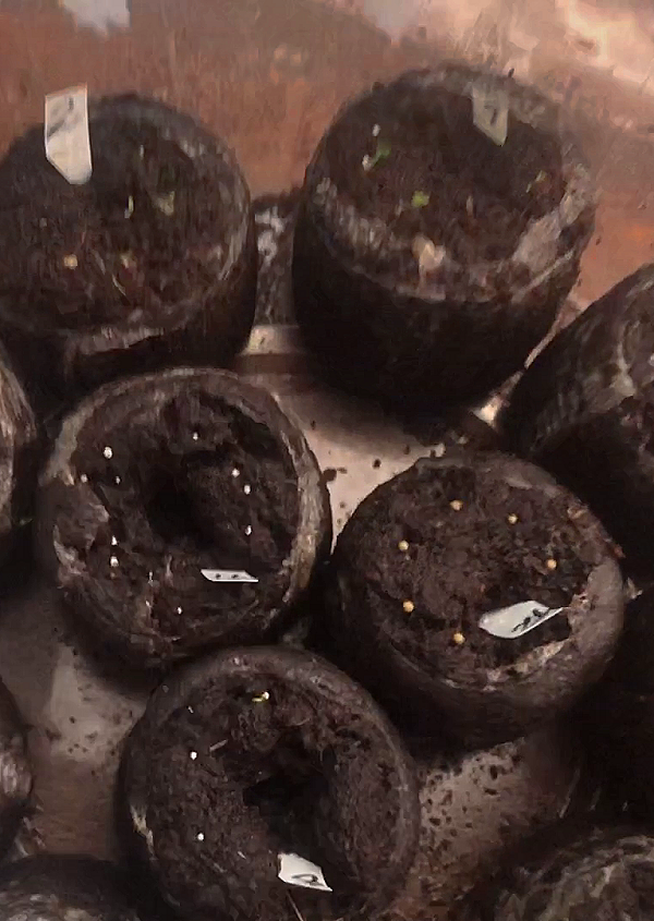 Торфяные таблетки - безотходное использование.