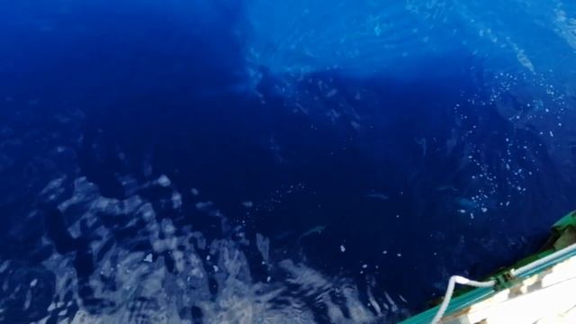 Добрые обитатели Атлантического океана смотреть онлайн