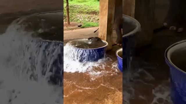 Купание слонёнка 🤩 смотреть онлайн