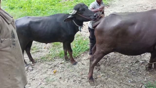 Buffalo matting video 2021 | Buffalo Bf video || Mohit Vlogs смотреть онлайн