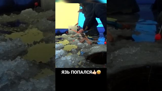 ЯЗЬ ПОПАЛСЯ 🤩 #рыбалка #река #поклевка #осень #тайга #первыйлёд #подсечка #лунка #зимняяудочка #язь смотреть онлайн