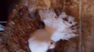 Как поймать голубя