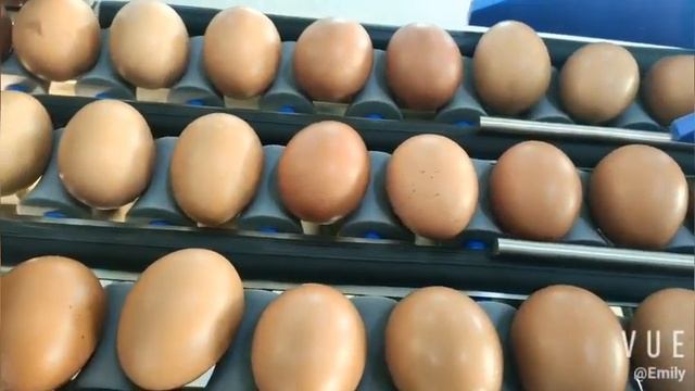 The102BS Egg grading machine /egg sorting machine / egg grader , 5 grades egg sorter смотреть онлайн