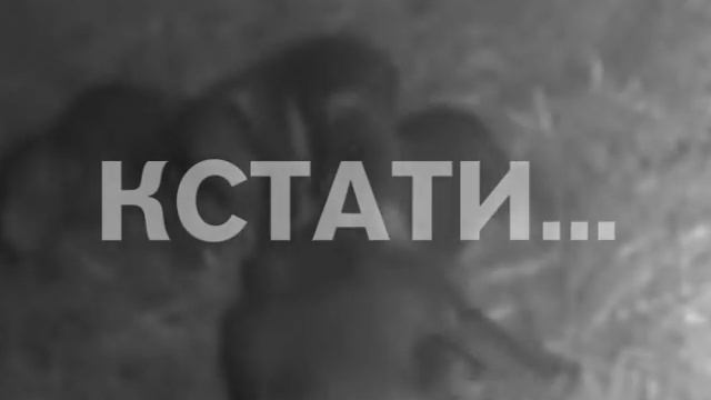 Зоологи установили камеру в медвежье берлоге смотреть онлайн