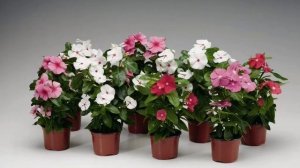 КОМНАТНЫЙ ЦВЕТОК БАРВИНОК/ ХАРАКТЕРИСТИКА ЦВЕТКА БАРВИНОК  УХОД И ВЫРАЩИВАНИЕ