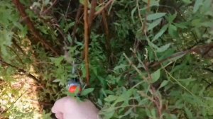 Обрезка спиреи серой