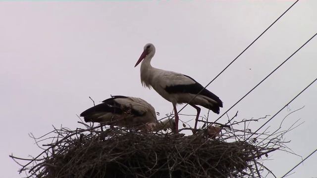 Аисты деревни Погорелка Псковского района. / Storks village Pogorelka of the Pskov area. смотреть онлайн