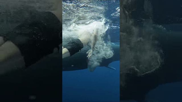 Маврикий. Mauritius. 毛里求斯。 смотреть онлайн