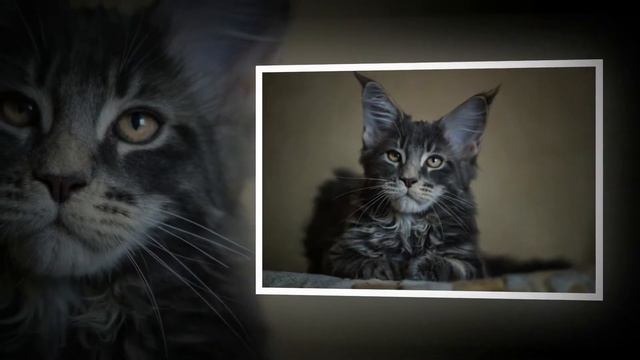 Мой первый день в семье Mr. & Mrs. Sparrow смотреть онлайн