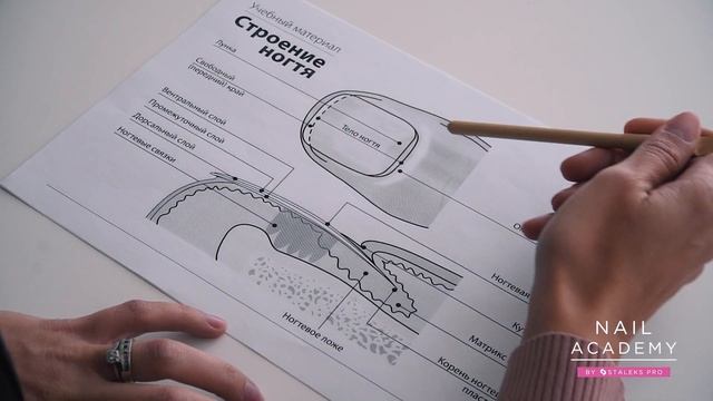 Строение ногтя ДОЛЖЕН ЗНАТЬ КАЖДЫЙ мастер маникюра! Анатомия и гистология. [Урок №2] от Сталекс смотреть онлайн
