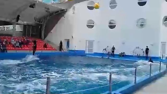 АЛЕНА катается на дельфине смотреть онлайн