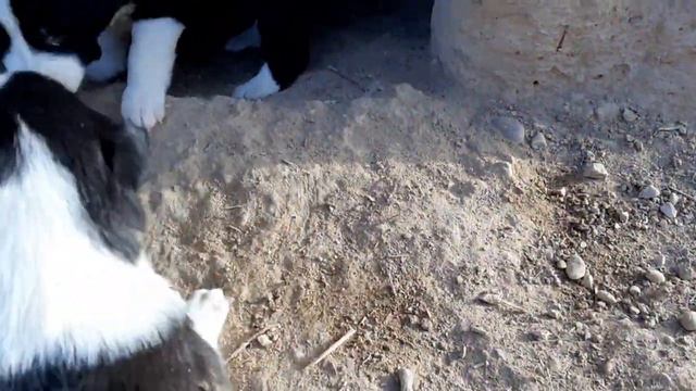 АЛАБАЙ ОЧЕН ХОРОШИЙ СОБАКИ смотреть онлайн