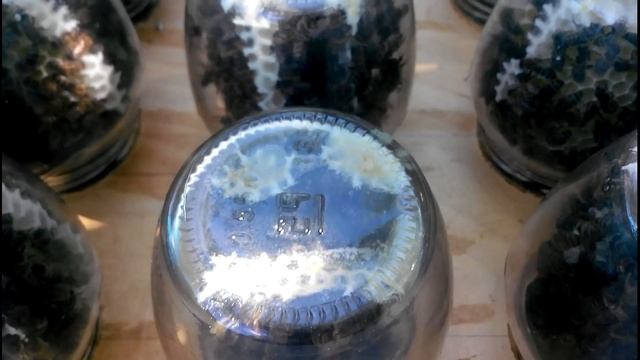 Сотовый Мёд В Банке. И Всё Таки Ему Быть!