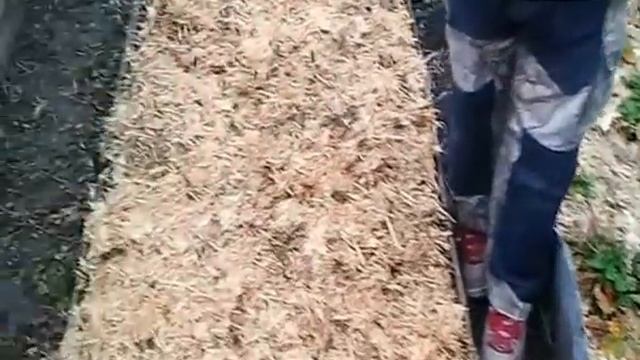 Вешенки: мульчирование почвы из отработанных блоков (mulching Of The Substrate Blocks Oyster)