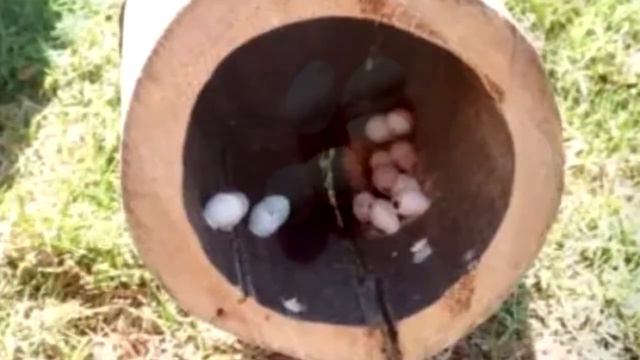 Мужчина нашёл в саду странные яйца. Дальше произошло настоящее чудо! смотреть онлайн