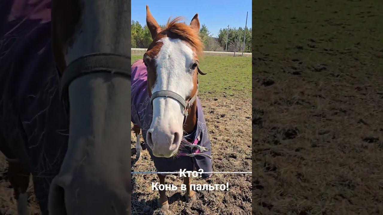 Кто? - Конь в пальто. смотреть онлайн