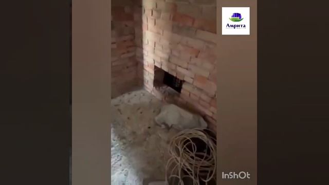 Чубовский дачный массив, СДТ Самарского молочного комбината. смотреть онлайн