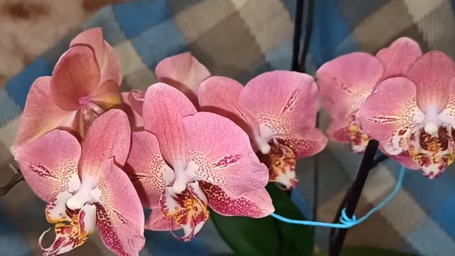 Орхидея Phalaenopsis Leco Fantastic (Леко Фантастик). Моё новое ,редкое чудо. Описание.