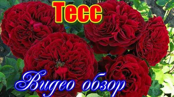 Обзор и описание розы Тесс - Tess. (David Austin Roses 2013)