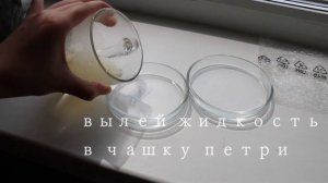 как вырастить бактерии