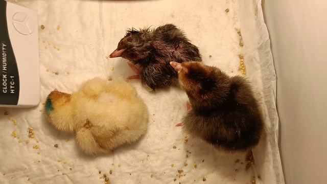 Инкубация куриных яиц # 4. Финал!