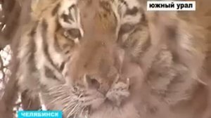 Тигр Жорик и Карен Даллакян
