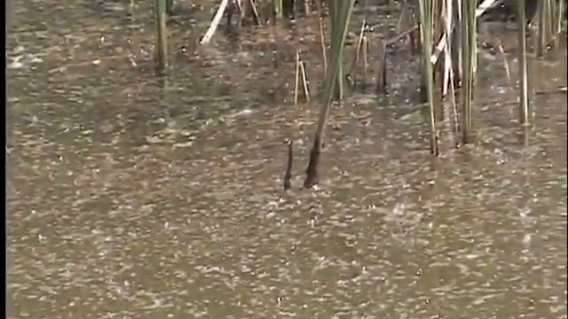 Прудик в посадке Маленький уж обыкновенный. смотреть онлайн