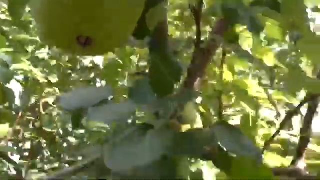 Груша Северянка смотреть онлайн