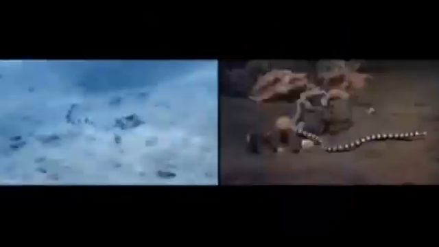 Необычный осьминог. Чудеса на дне морском. смотреть онлайн