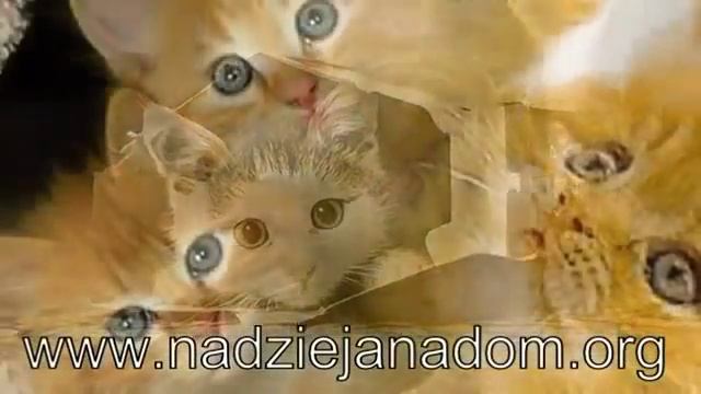 Детская песенка про котят Kotki Dwa   детская колыбельная песенка