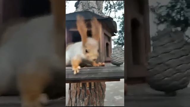 белочка смотреть онлайн