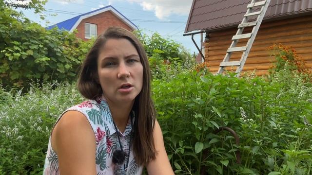 Мята на ПОДОКОННИКЕ. СтОит ли это того? Мята на зиму. Мята дома в горшке смотреть онлайн