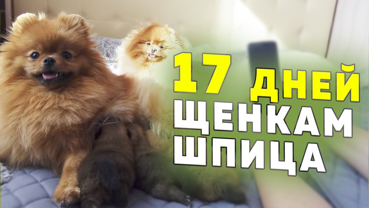 Щенкам шпица 17 дней. Шпиц Оливия играет с внуками. Шпиц Бэлла линяет. Кормим щенков сучьим молоком