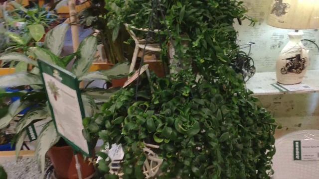 Обзор цветов в магазине Дарвин (январь 2020)