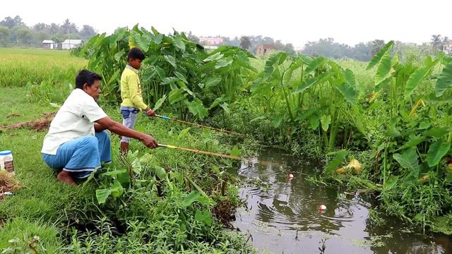 Fishing ✅️||Big Fish Are Being Caught In Village Canal With Hook And Small Fish Bait ||Hook Fishing