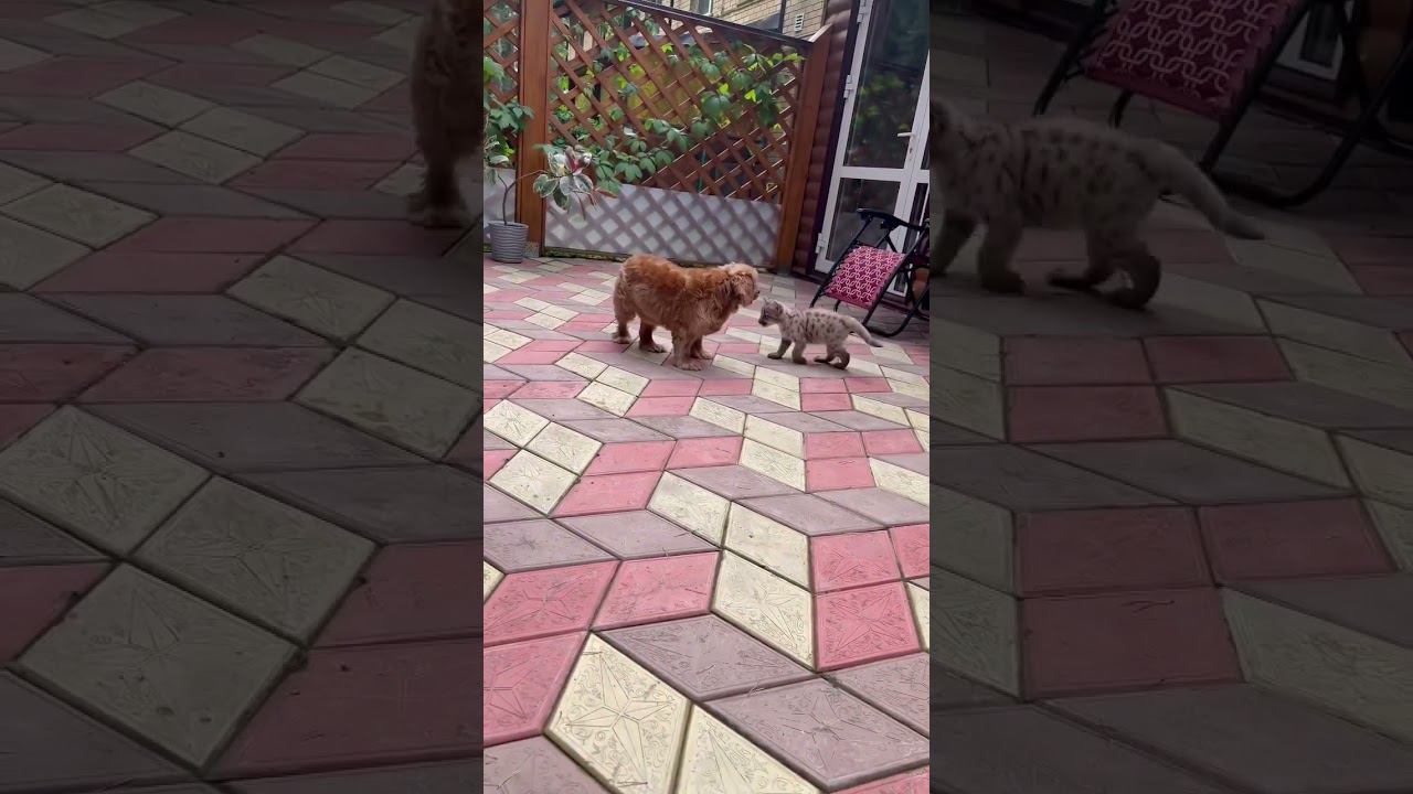 Мэри развлекает маленького))