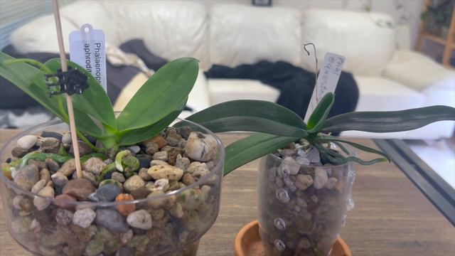 Phal aphrodite or is it Phal equestris? смотреть онлайн