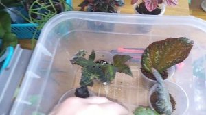 Янтарная кислота для подкормки комнатных растений .Готовлю раствор .