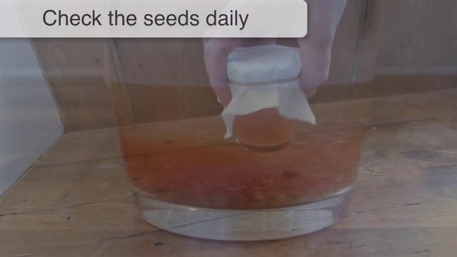 Saving Tomato Seeds: How to Prepare and Store Seeds from Your Tomato Plants смотреть онлайн